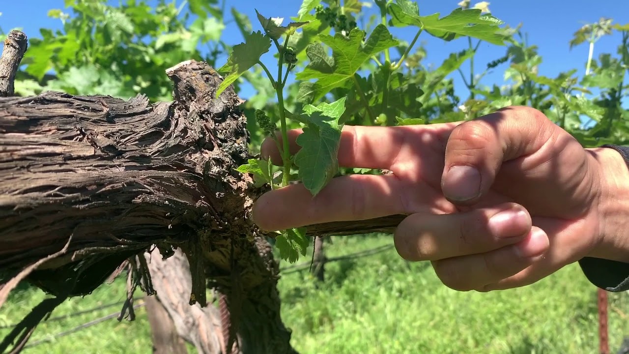 Inside ZD Wines || Episode 4: Suckering