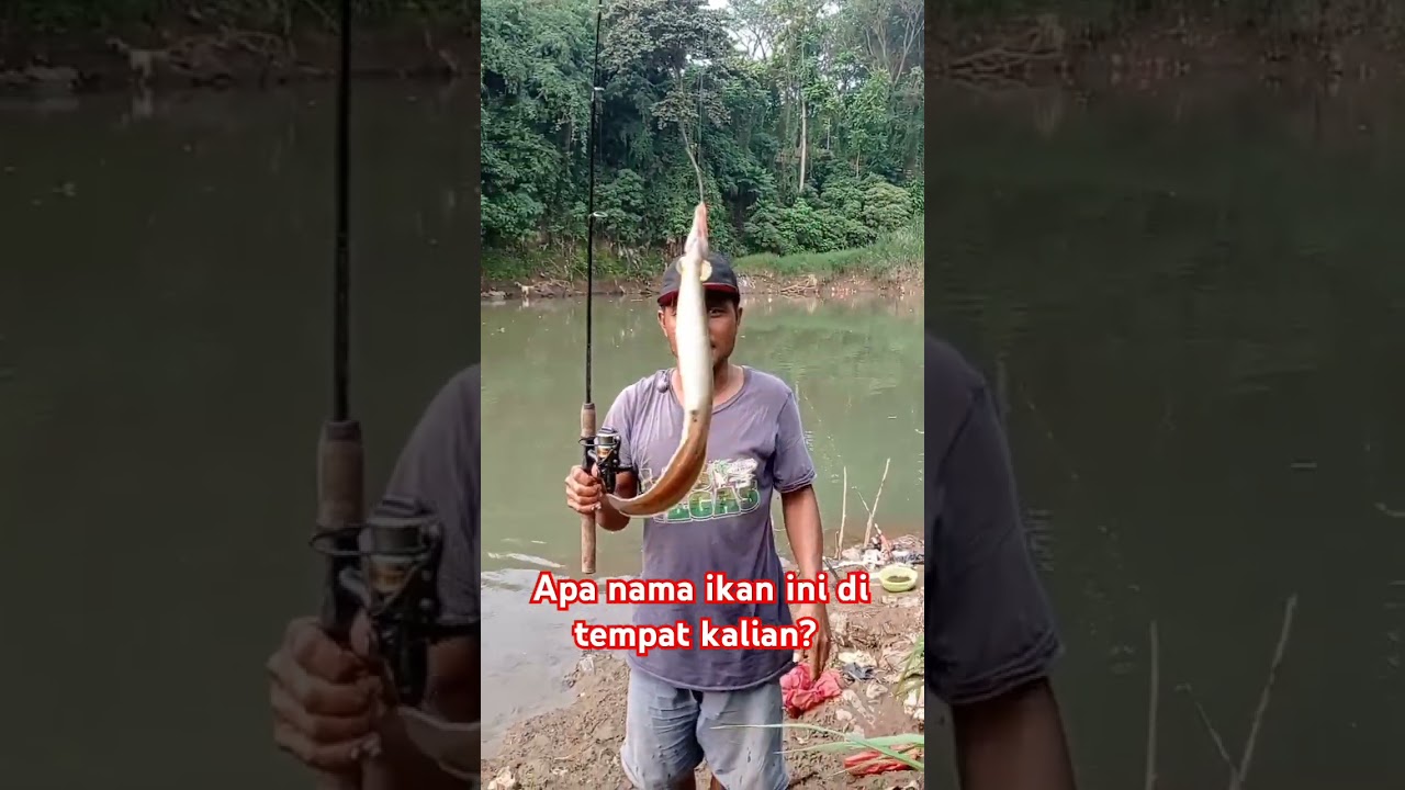 IKAN SILI /BEROD CISADANE #fishing #mancing #mancingliar #cisadane