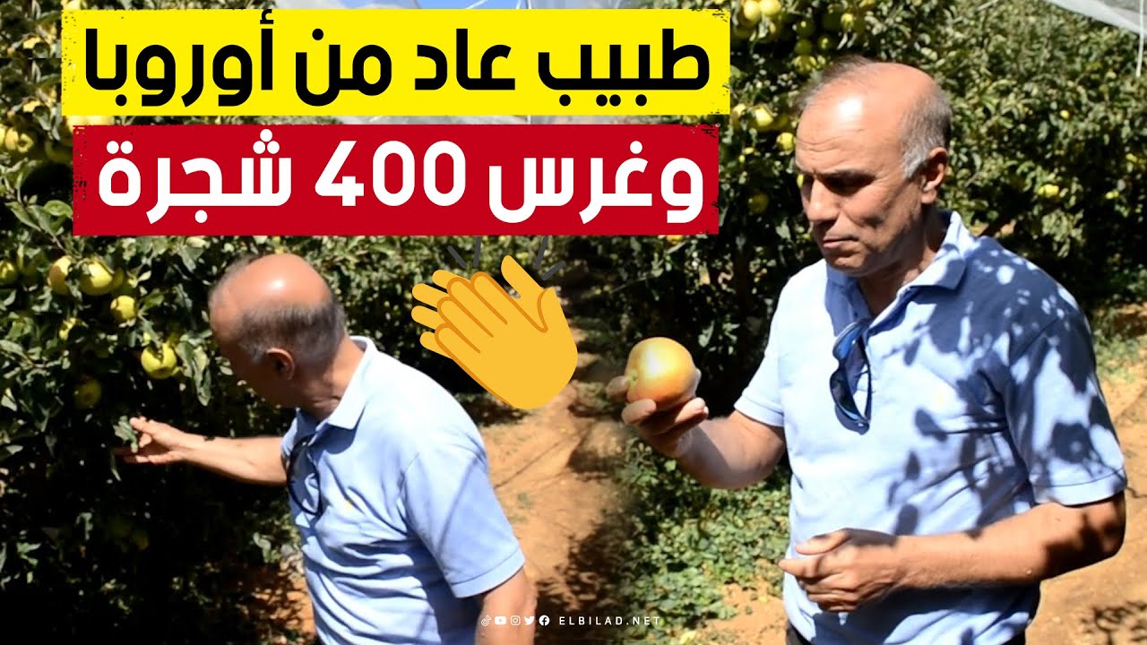 طبيب جزائري درس بأوروبا وشاهد طريقة غرس أشجار التفاح في جبال الألب.. ليطبقها في باتنة والنتيجة مذهلة