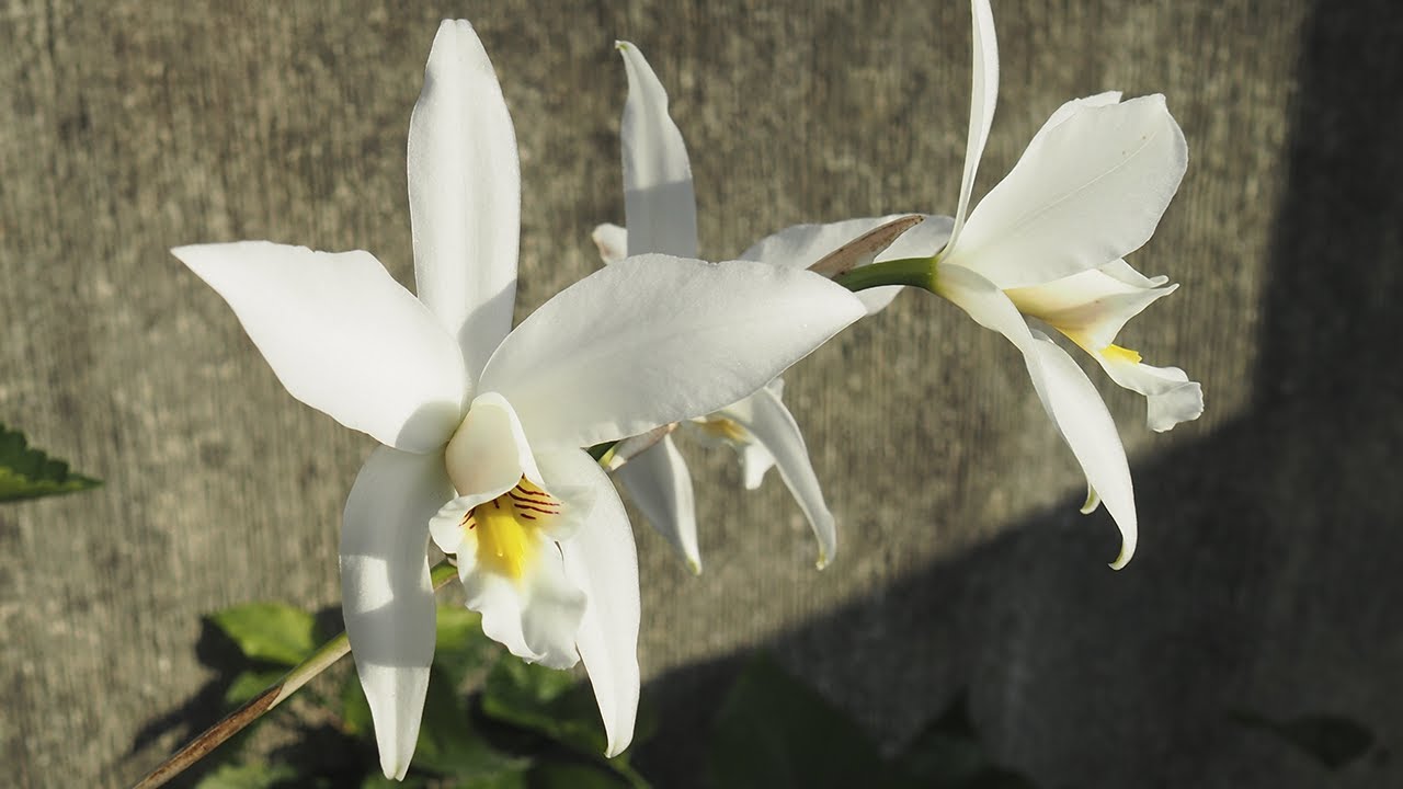 Laelia anceps var. alba