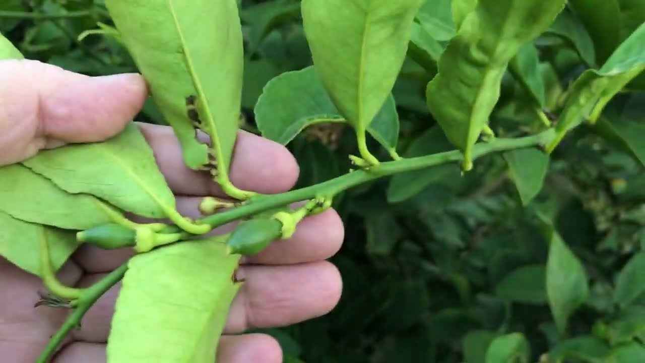 مكافحه   فراشه   ازهار  الموالح   بنسبه   ٩٥٪   👉   وزياده   انتاجيه   الفدان   إلي   الضعف    🍋  🍊