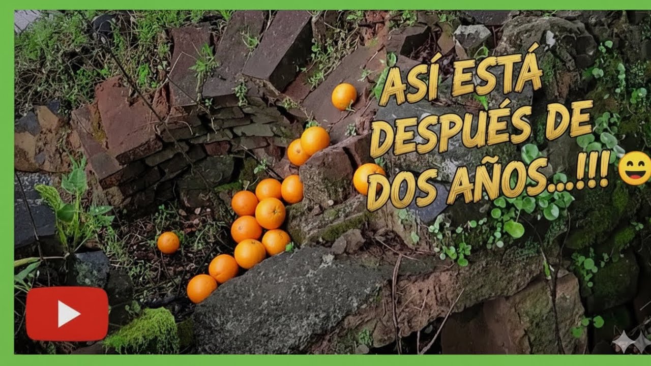 EL NARANJO DE MI SOBRINO!!
