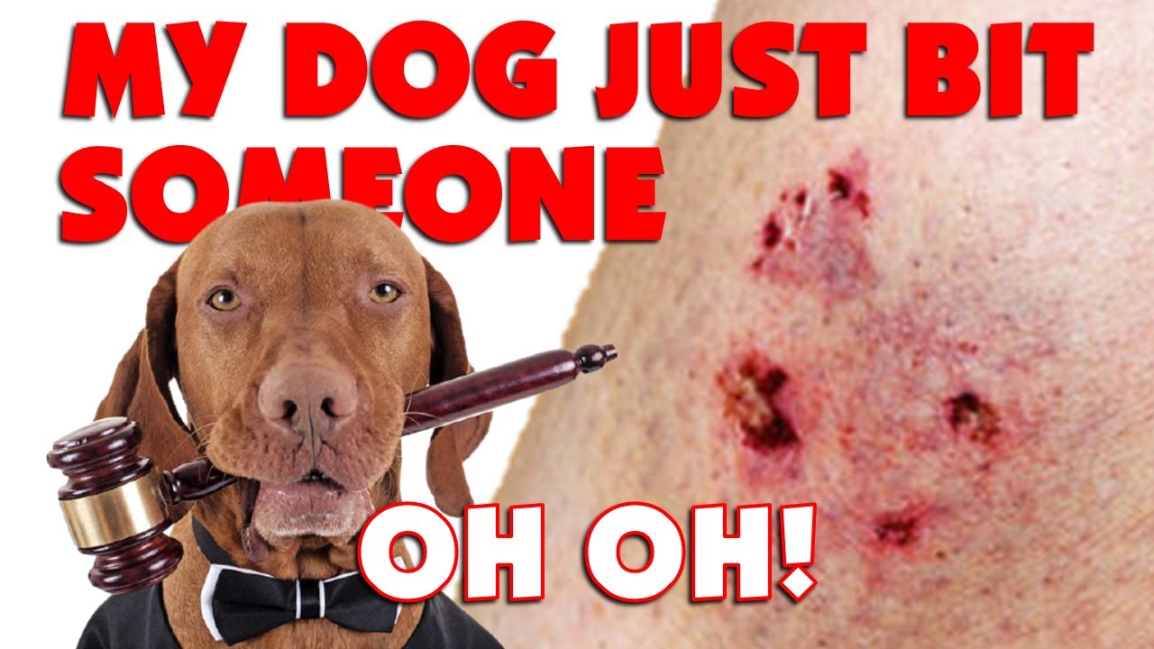 DON'T PANIC | What happens If My Dog Bites Someone 2021 | Know Your Rights and Save Your Dog NOW