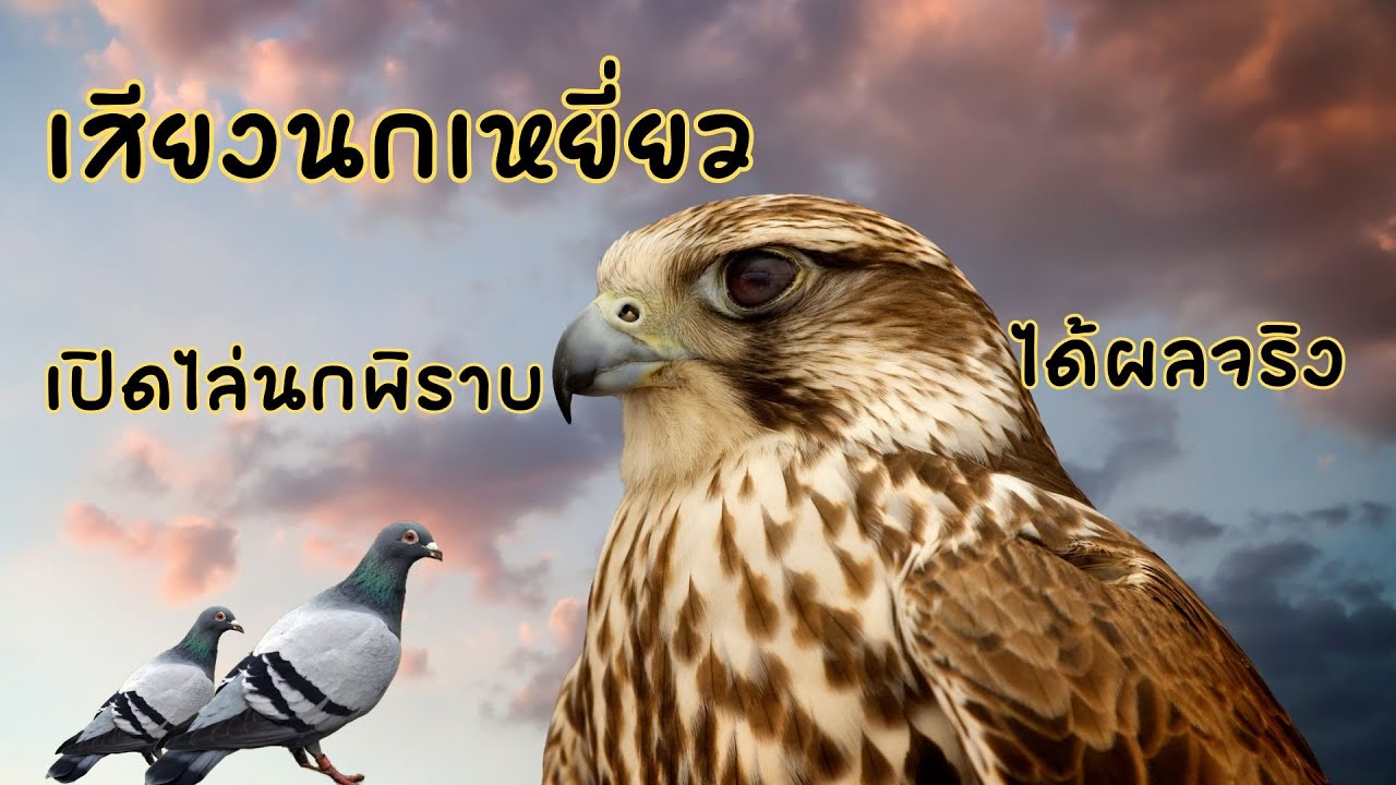 เสียงนกเหยี่ยว ไล่นกพิราบ