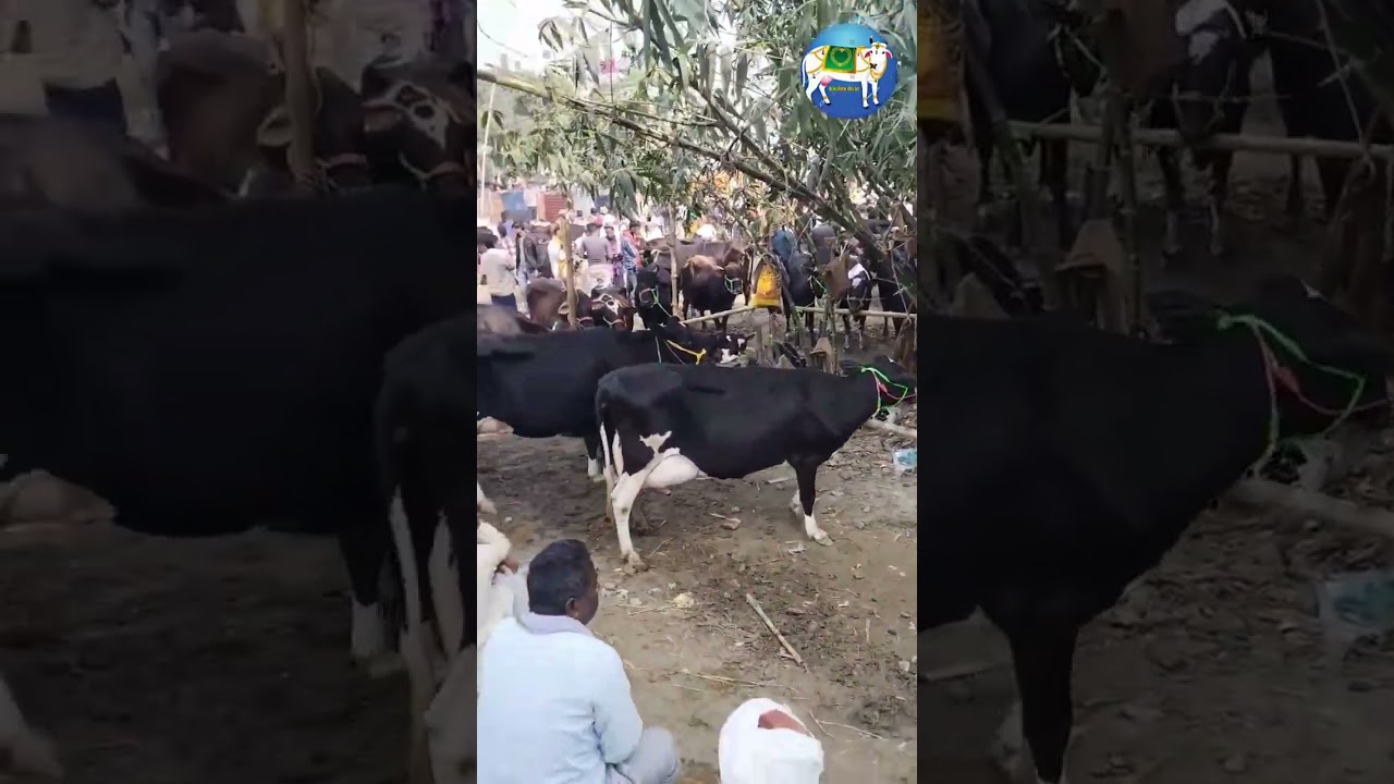 #dairyfarmidea #hfcow #animal #biharpashumandi #cow #cowmandi #dairy #cattlemarket #dairyfarm #cow