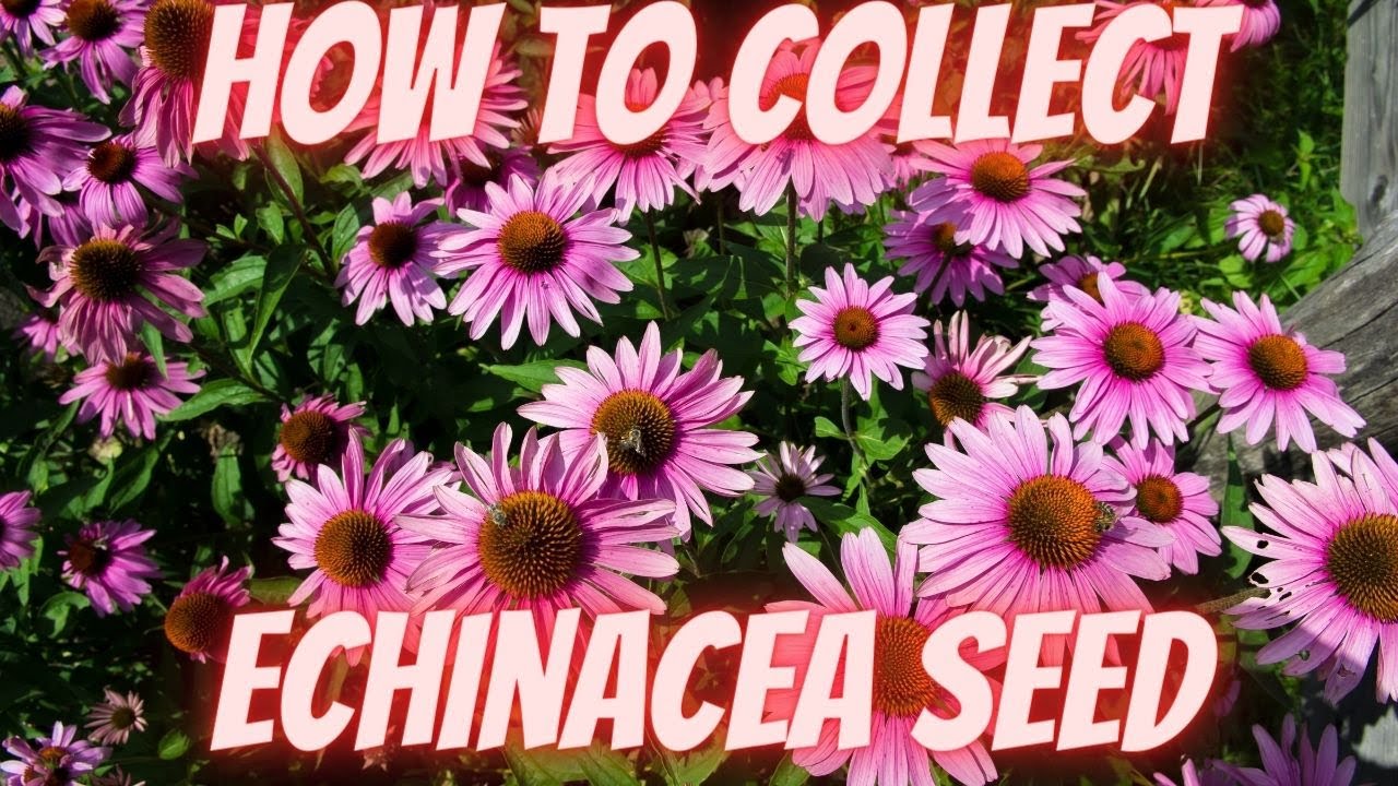 The SECRET to Growing a RAINBOW of Coneflowers for FREE! (Echinacea Seed Harvest Hack!)
