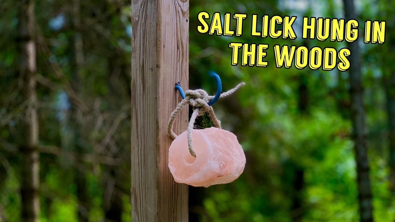 We Hung a SALT LICK on a Post in the Woods. We couldn't believe what showed up! Trail Camera