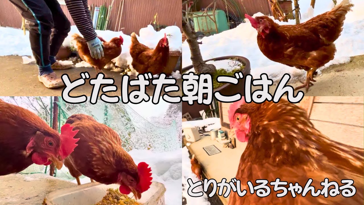 第31羽 どたばた朝ごはん#ニワトリ #とりがいる