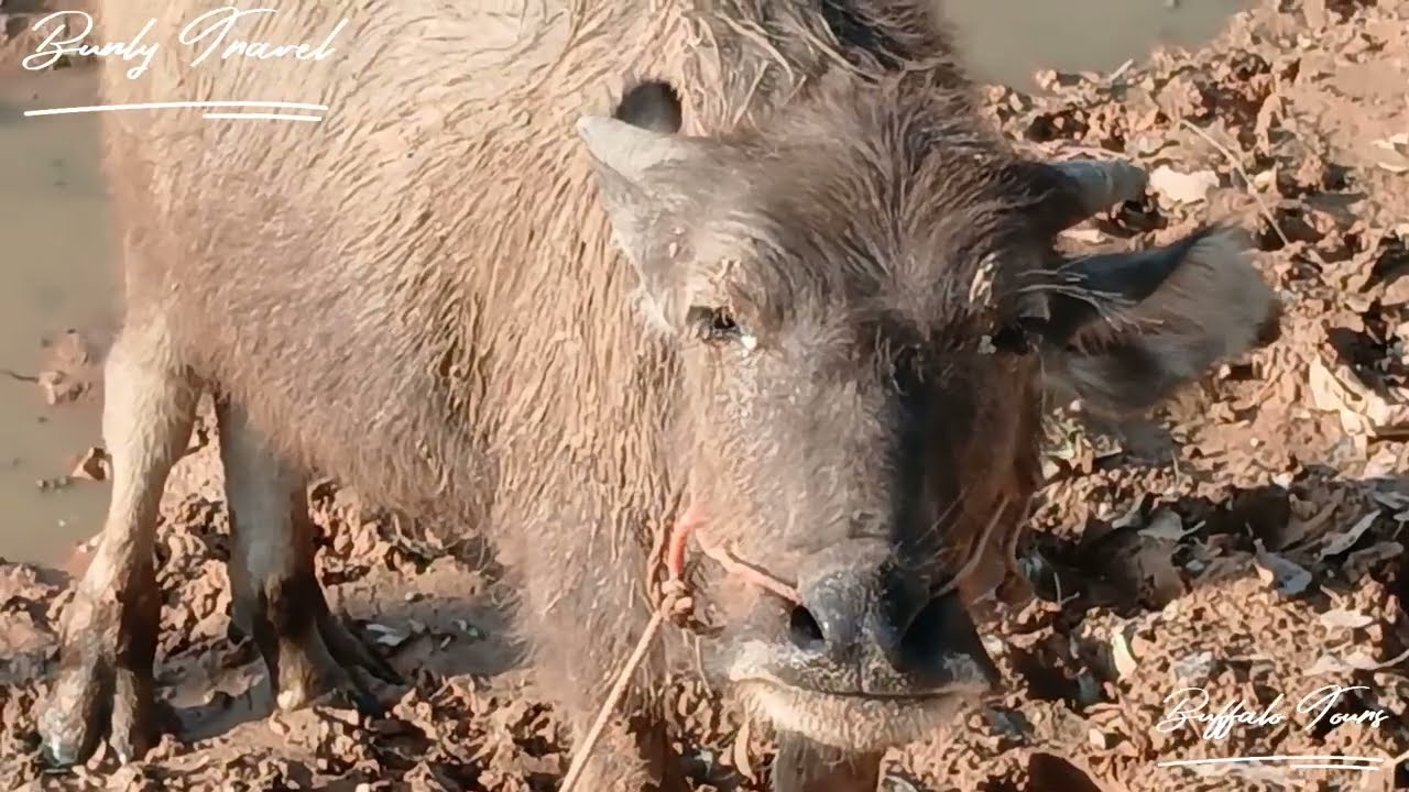 PRETTY  WATER BUFFALO 
