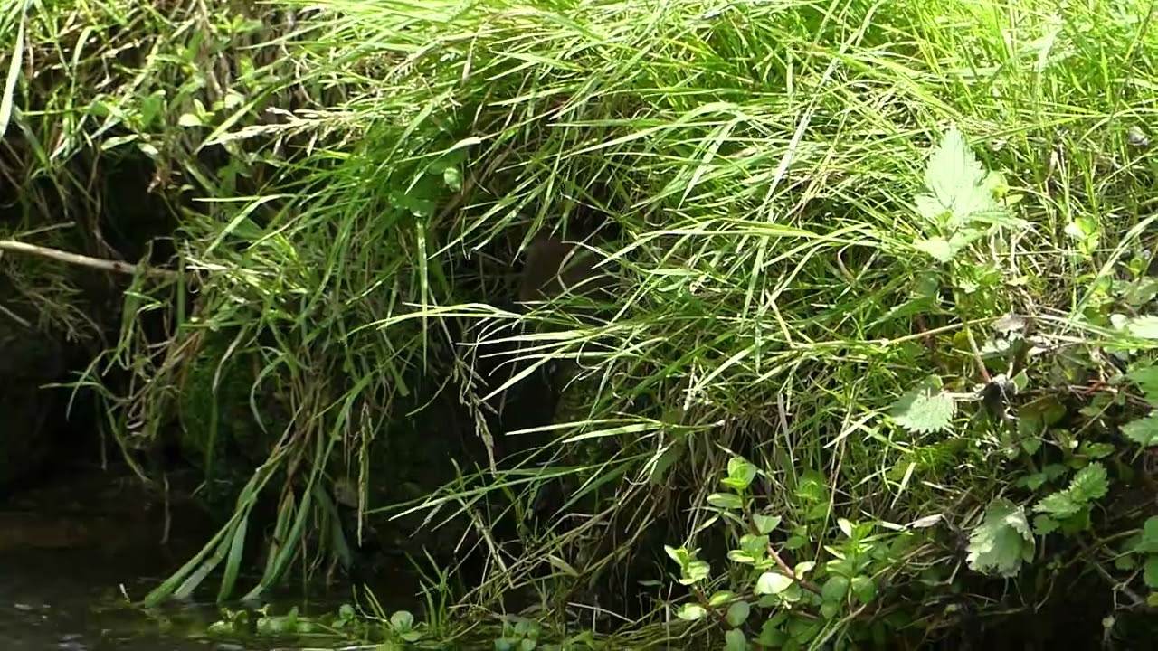 Spotting a hidden Water Vole in a grassy bank!