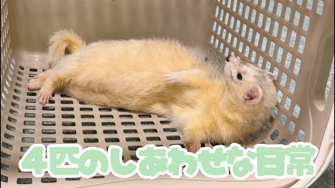 今日も変わらない毎日。それがいちばん幸せでした【ferret#1962】
