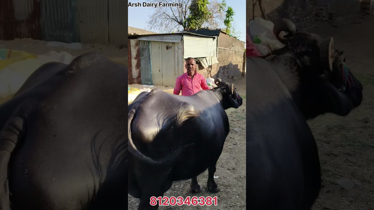 ताज़ा बयाई #मुर्रा भैंस दूध 7/8 लीटर टाइम का 11/03/25