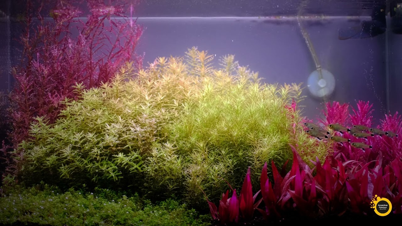 Dutch Akvaryum Tasarımı ve Panda Tetra Güzelliği | Meditatif Akvaryum Videosu Bursa Aquashop Galeri