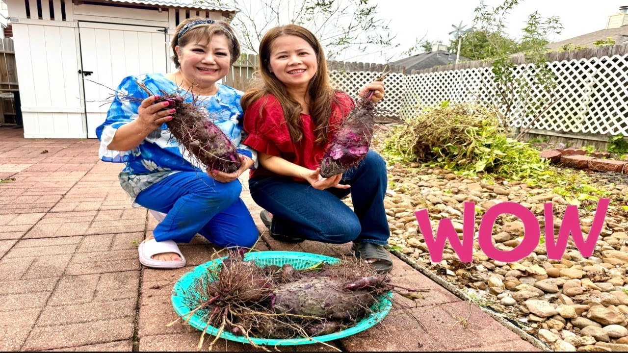 Đào khoai mỡ tím ở Mỹ trước khi mùa đông đến/Harvesting purple yam before the winter arrive in U.S.