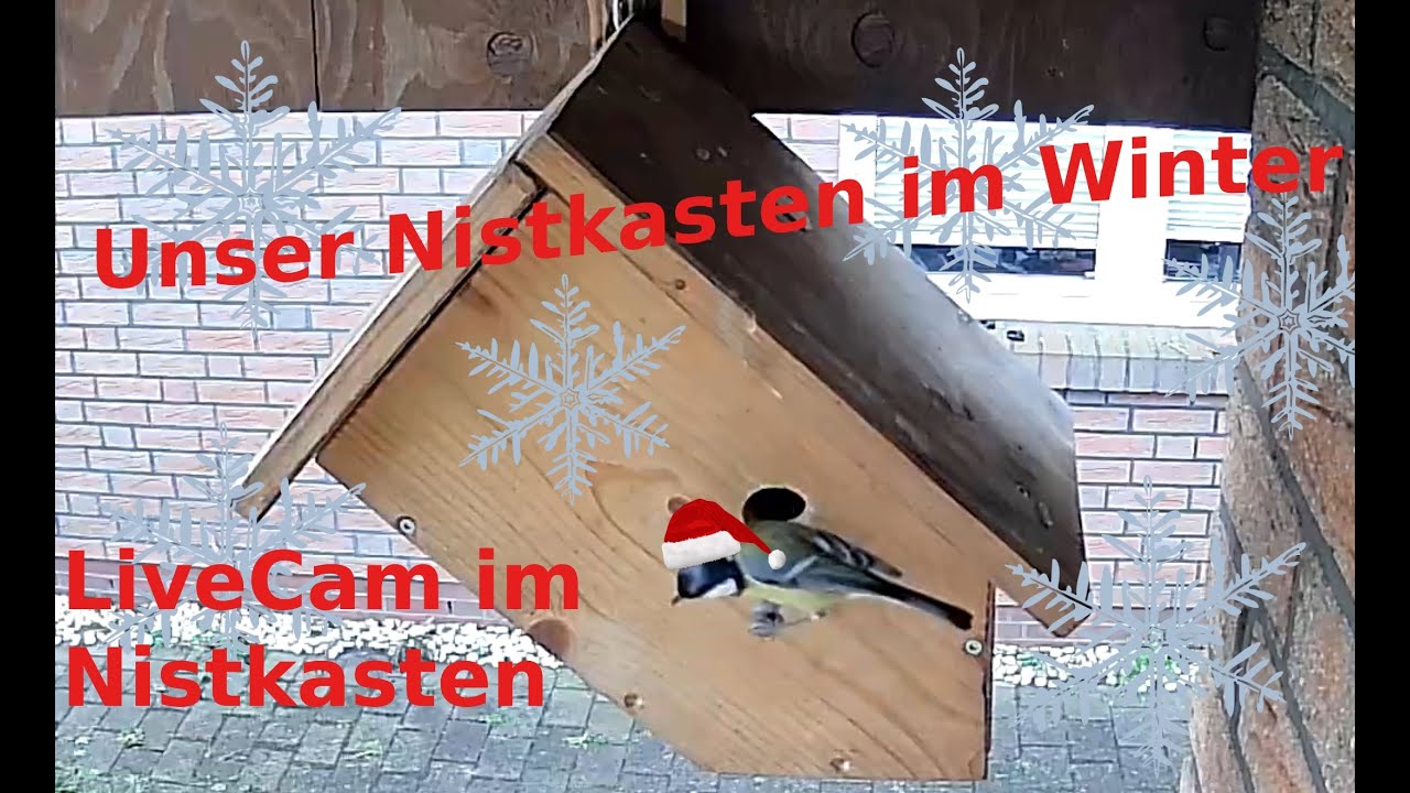 Livecam Nistkasten Meisen Schlafmeise - Heide - DE Birdbox 31.  Januar 2026