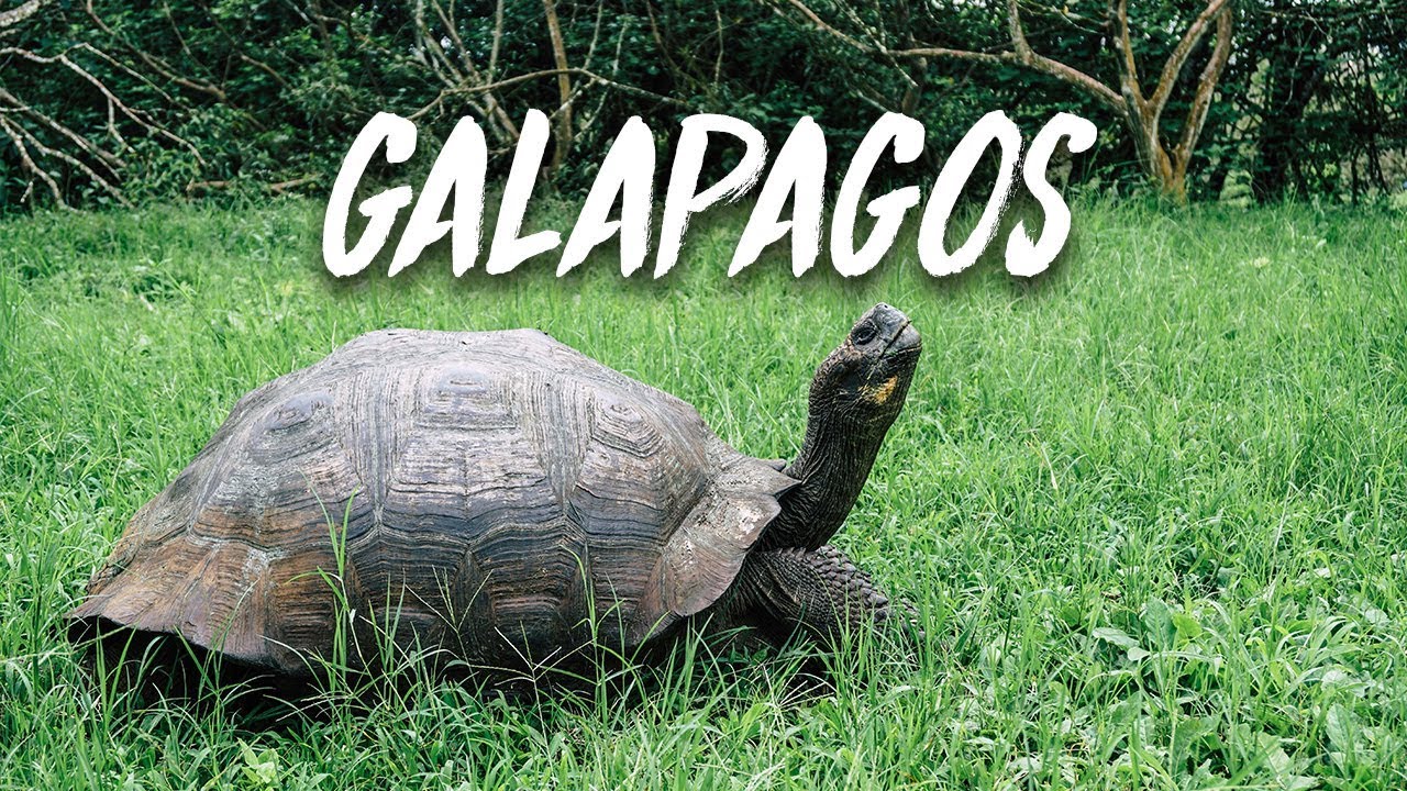 The Wild Tortoise Farm of Galapagos | El Chato Vlog