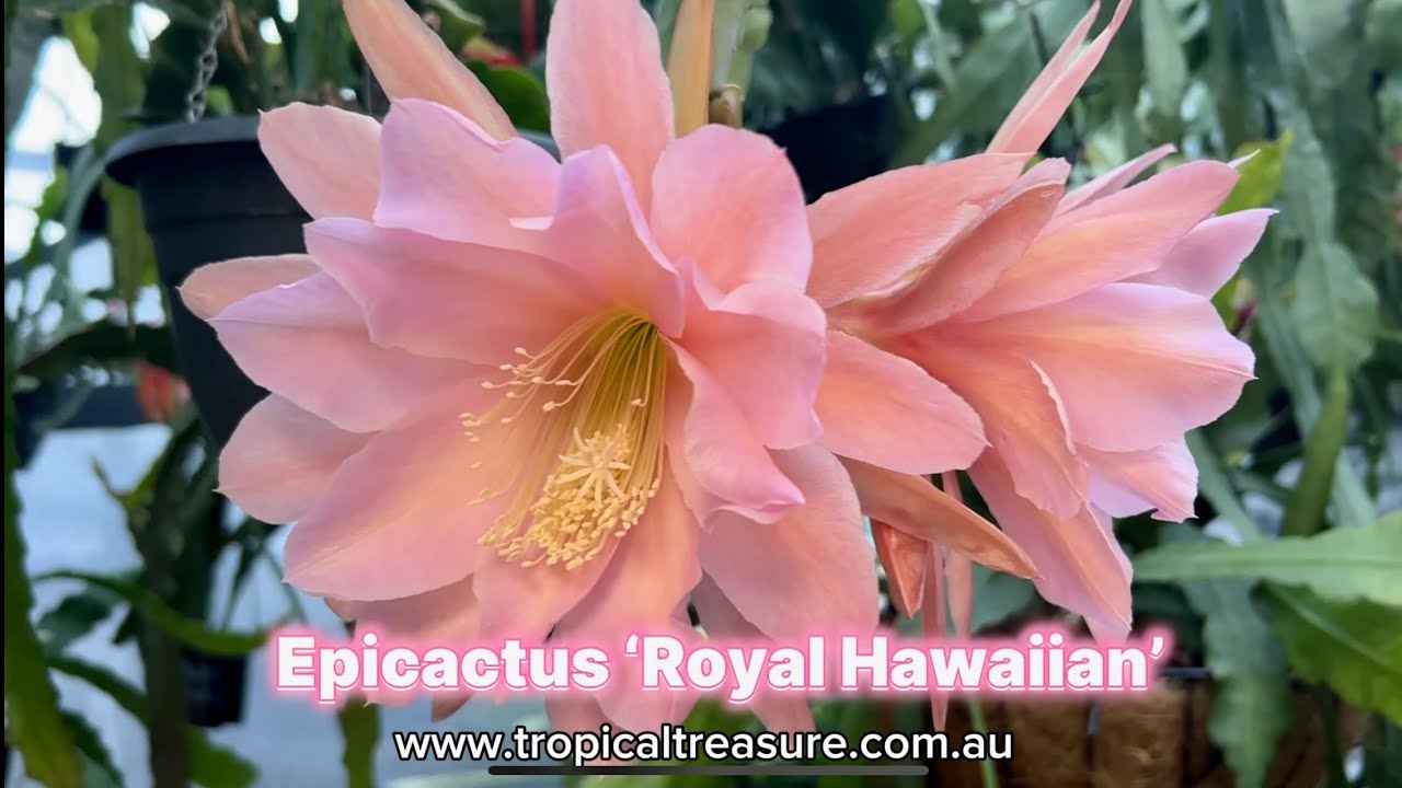 Epicactus &lsquo;Royal Hawaiian&rsquo;