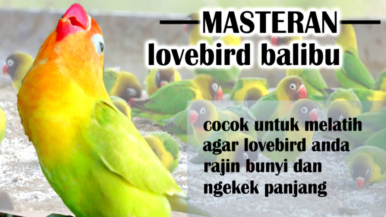 Masteran Lovebird Balibu Durasi Panjang