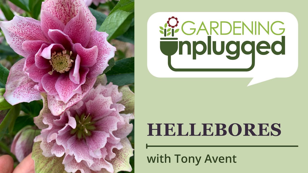 Gardening Unplugged - Hellebores: History, Breeding, and New Varieties with Tony Avent