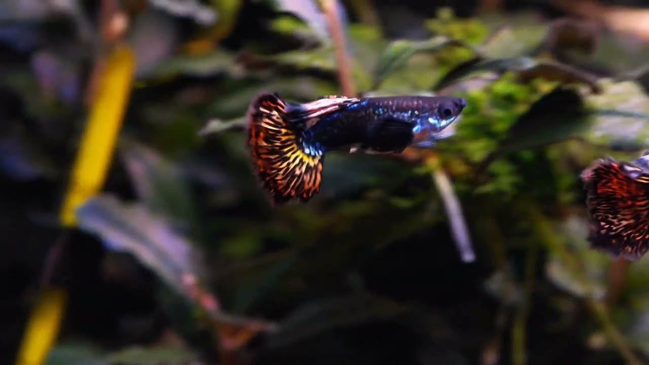Red Dragon Sorht Body Ribbon Guppy...