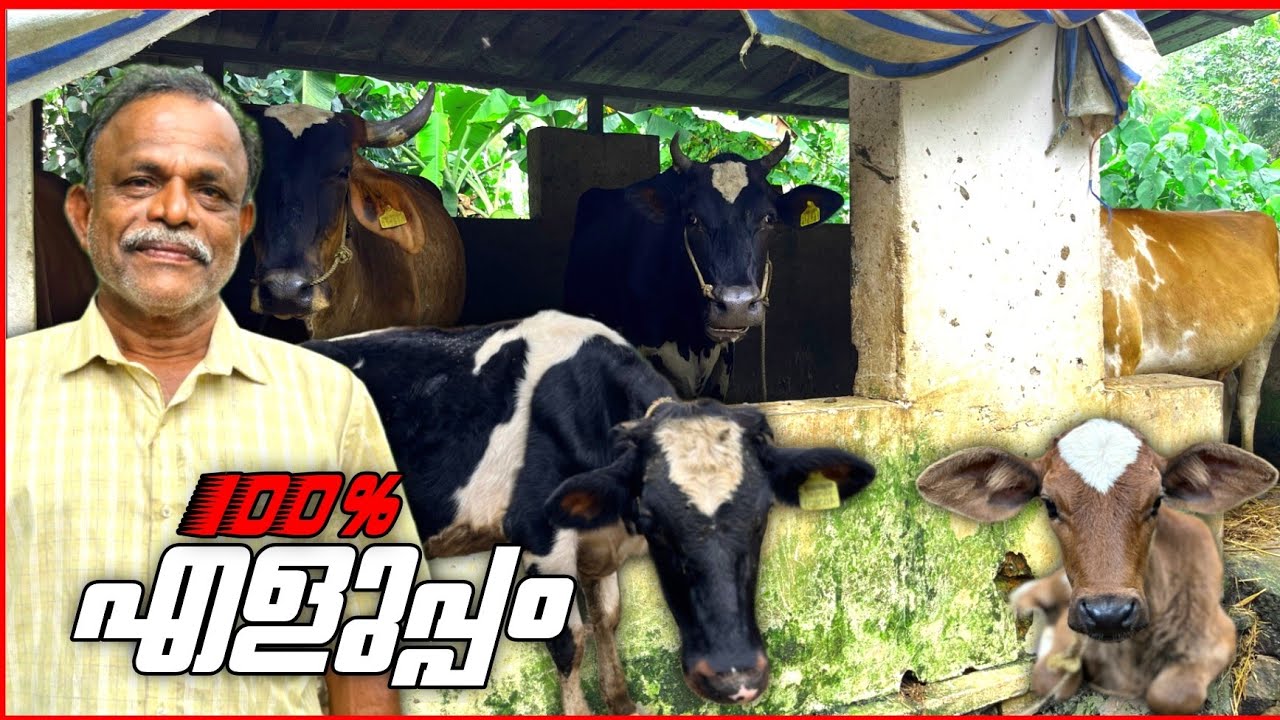 പശു വളർത്തുന്നവർക്ക് ഇത് ഉപകാരപ്രദം ❤️ @Edapparambil Farms