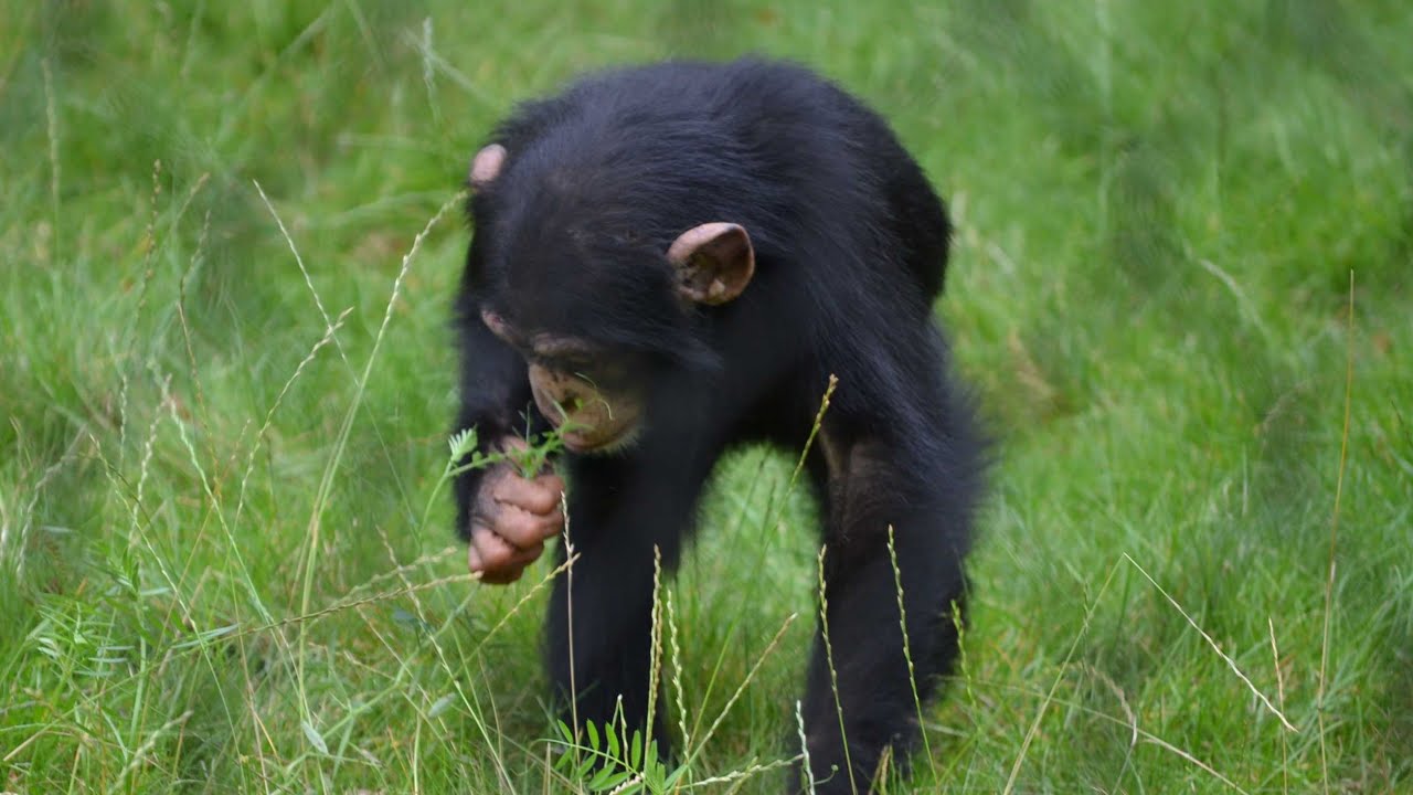 The chimps forage outside! And Senko finally goes out!