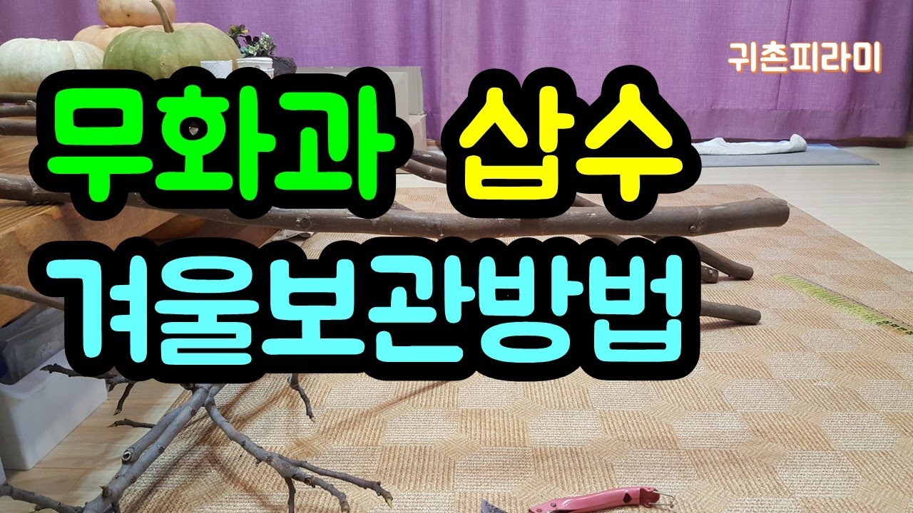 무화과 삽목, 삽수 겨울 보관법 [귀촌피라미]