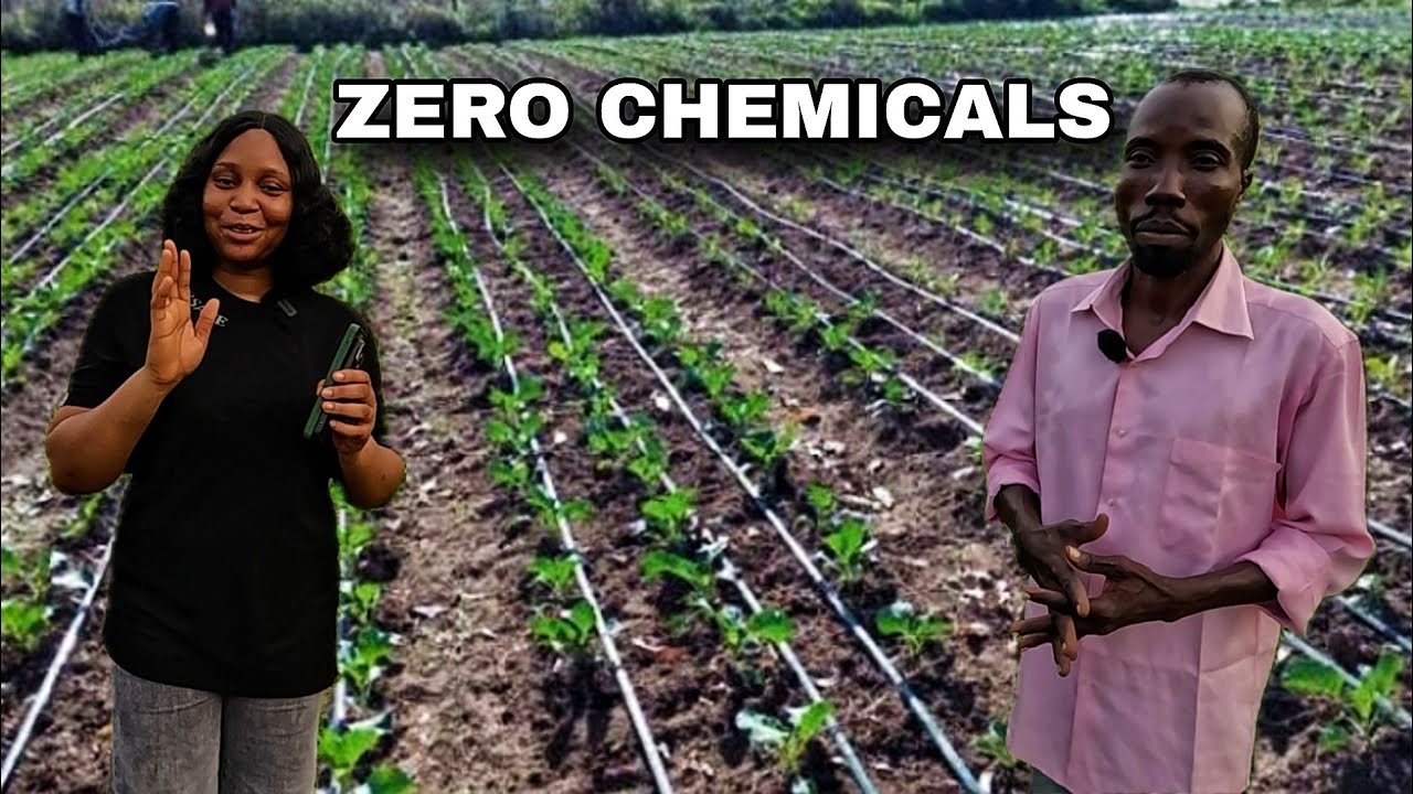 WEST AFRICA MILLIONAIRE FARMER SHARES SECRET TO SUCCESSFUL ORGANIC FARMING.CUCUMBER SMALL BUSINESS🇳🇬