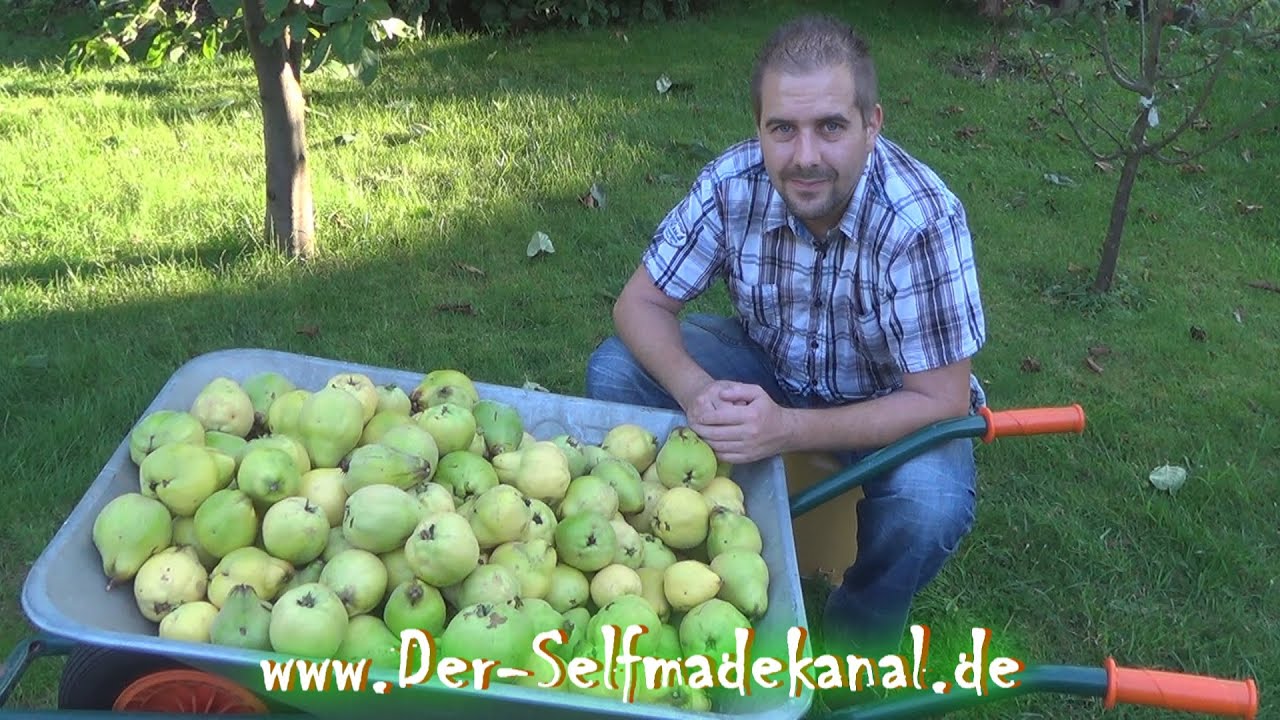 Wann kann man Quitten ernten?