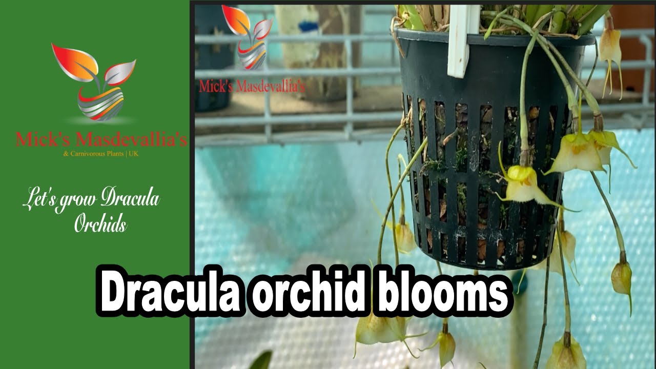 Dracula orchids in Bloom (114)