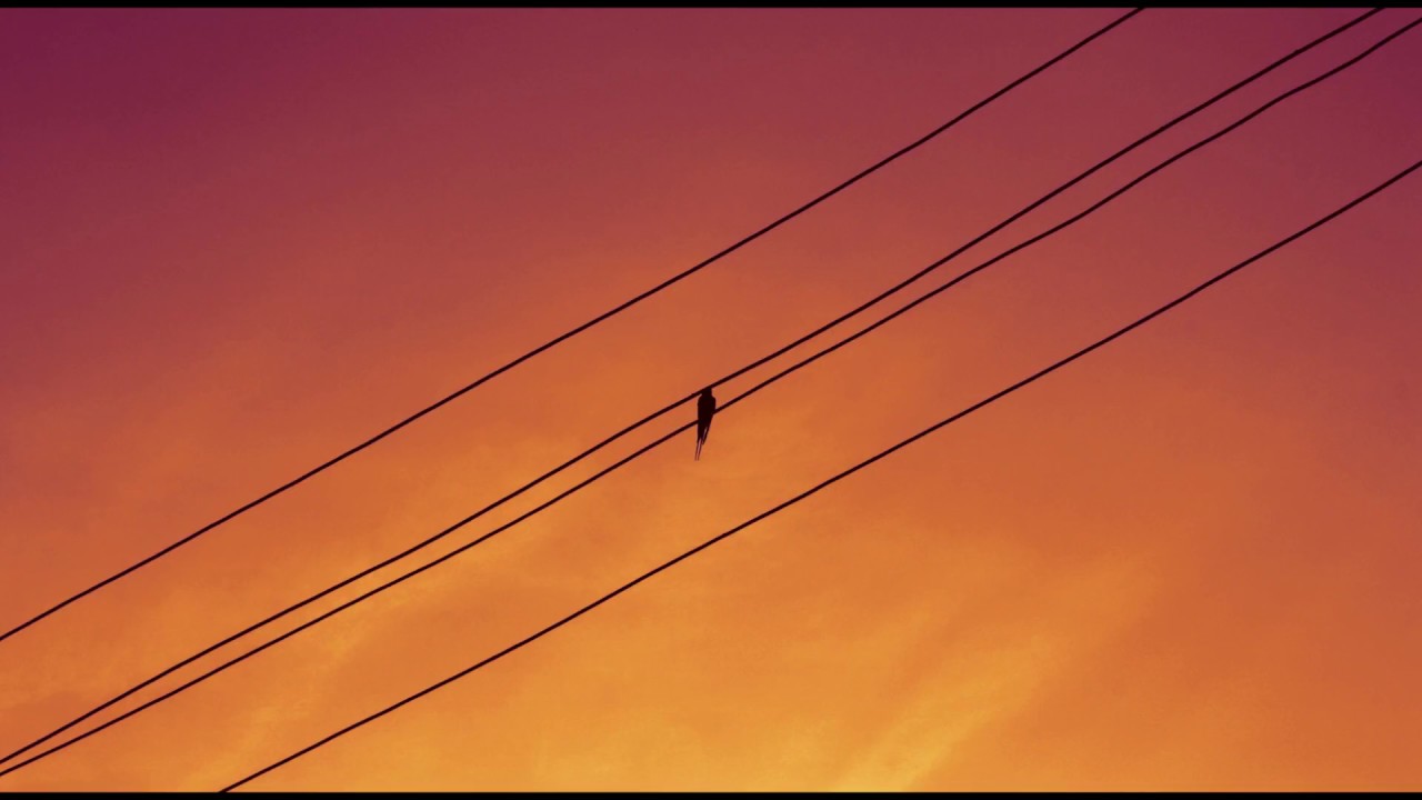 Evening Birdsong Relaxing Nature Sounds