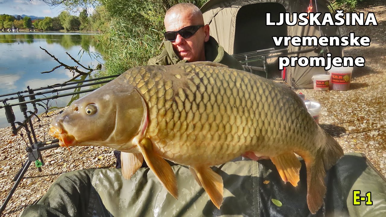 Ciljano hranilište za kapitalne šarane - Ljuskaš u promjeni vremena, Finzula E-1/4/ VSP Igor Pavičić