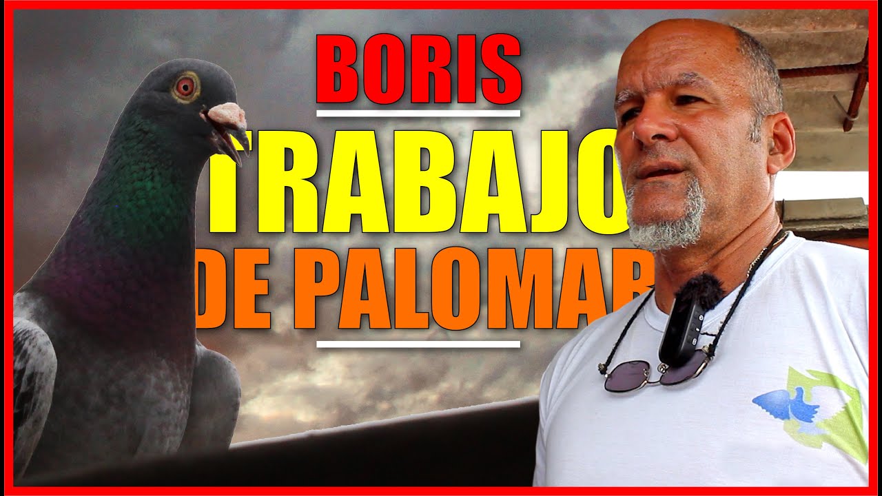 PALOMAR DE BORIS. Colombófilo de Santo Suárez.