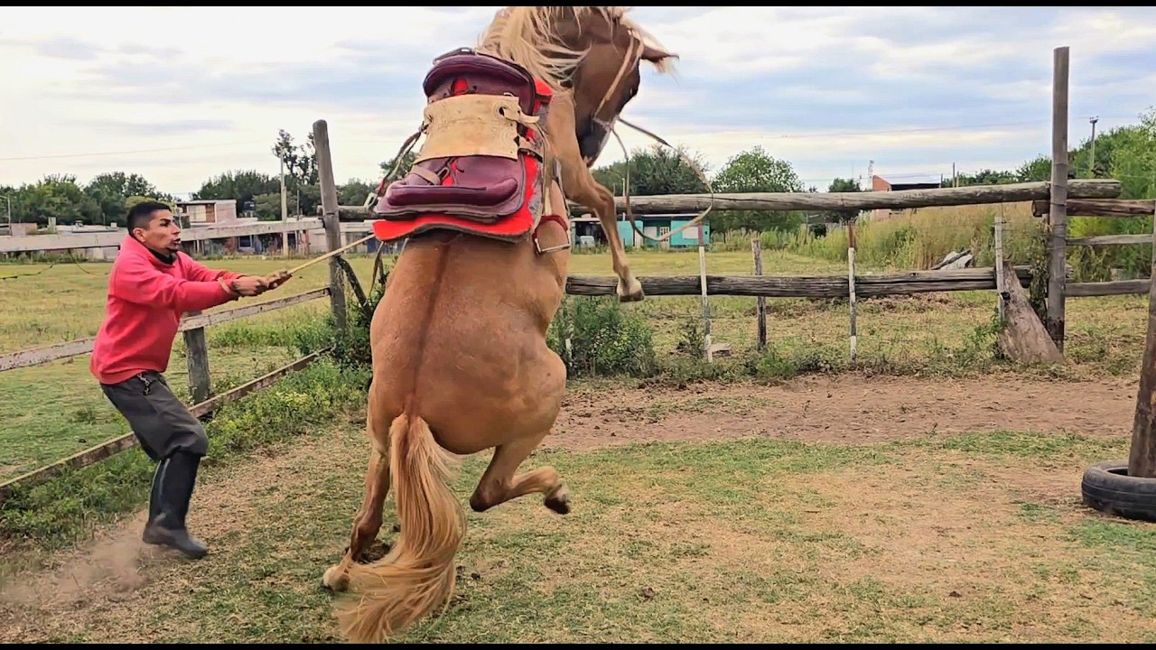 ¡YEGUA CHUCARA! ¡ Así fue el primer día de doma !