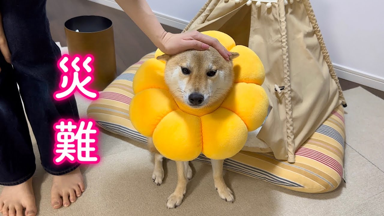 苦手な病院に直行後、自宅でお漏らしして災難だらけの一日にションボリする柴犬