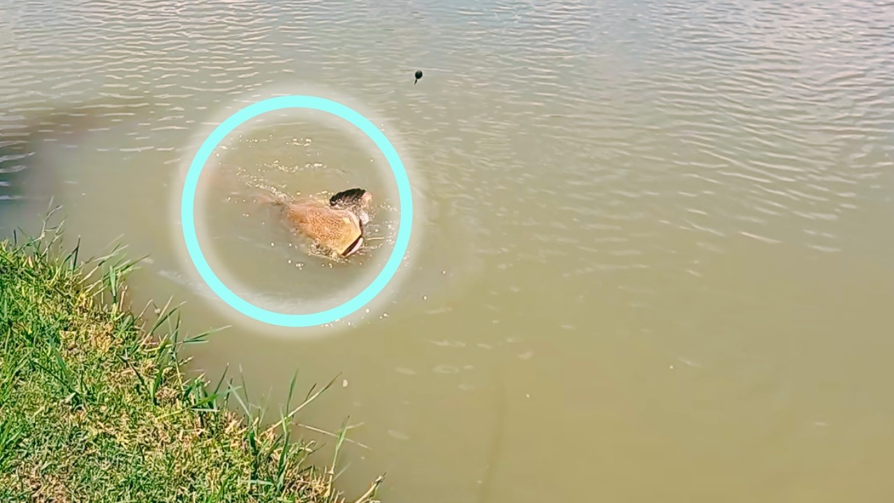 Partiu Buscar os Gigantes EP 2 - Pirarara na ponta da linha
