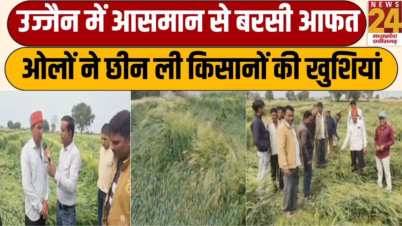 MP Weather Update: Ujjain में कुदरत का कहर! बेमौसम बारिश और ओलावृष्टि से फसलें बर्बाद, किसान बदहाल