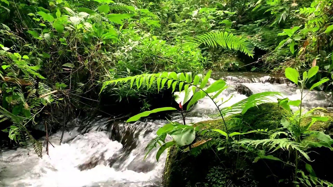 Dreamy Tropical Forest River with Serene Sounds for Inner Peace & Zen