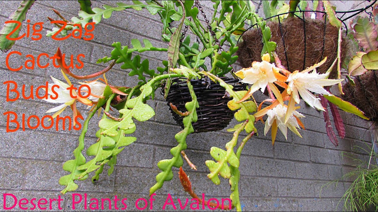 My Epiphyllum anguliger Cactus | Fishbone cactus | Ziz Zag Cactus from Buds to Blooms