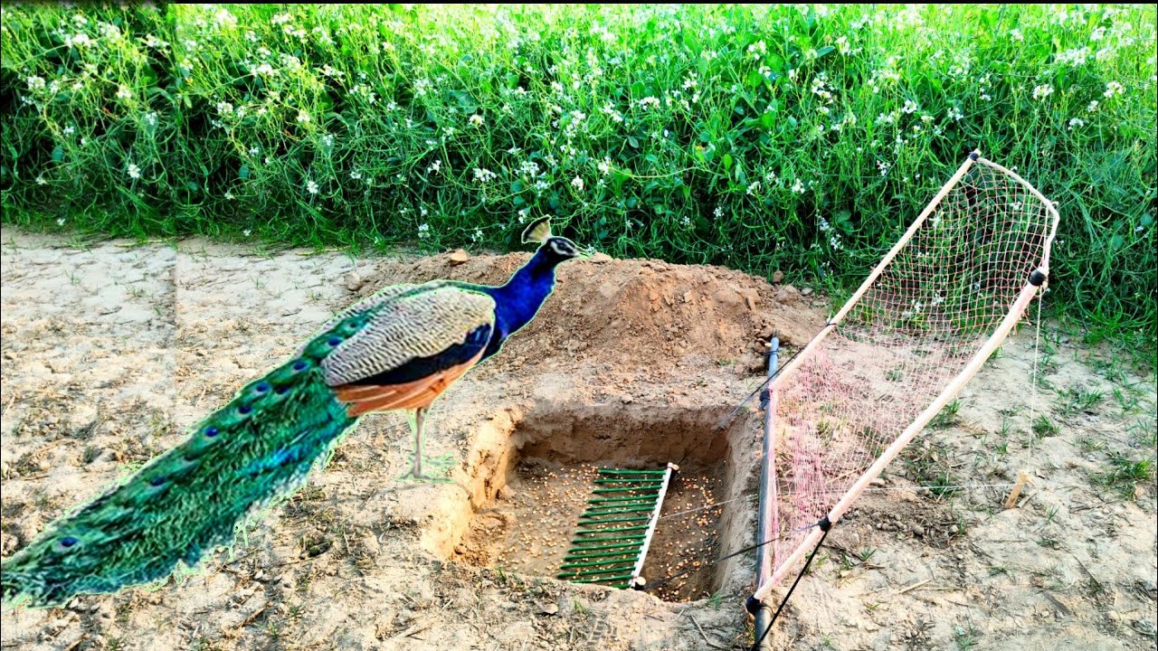 Unique Birds Trap | Amazing Peacock Trap make from Under Ground Hole and Net...