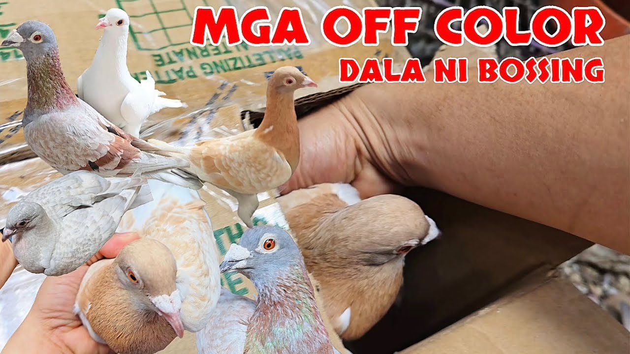 ANG GAGANDA PALA NG LAMAN NG BOX NA TO!