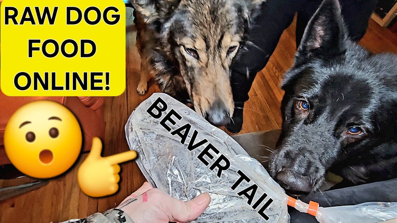 A Great Place to Buy RAW Dog Food Online!