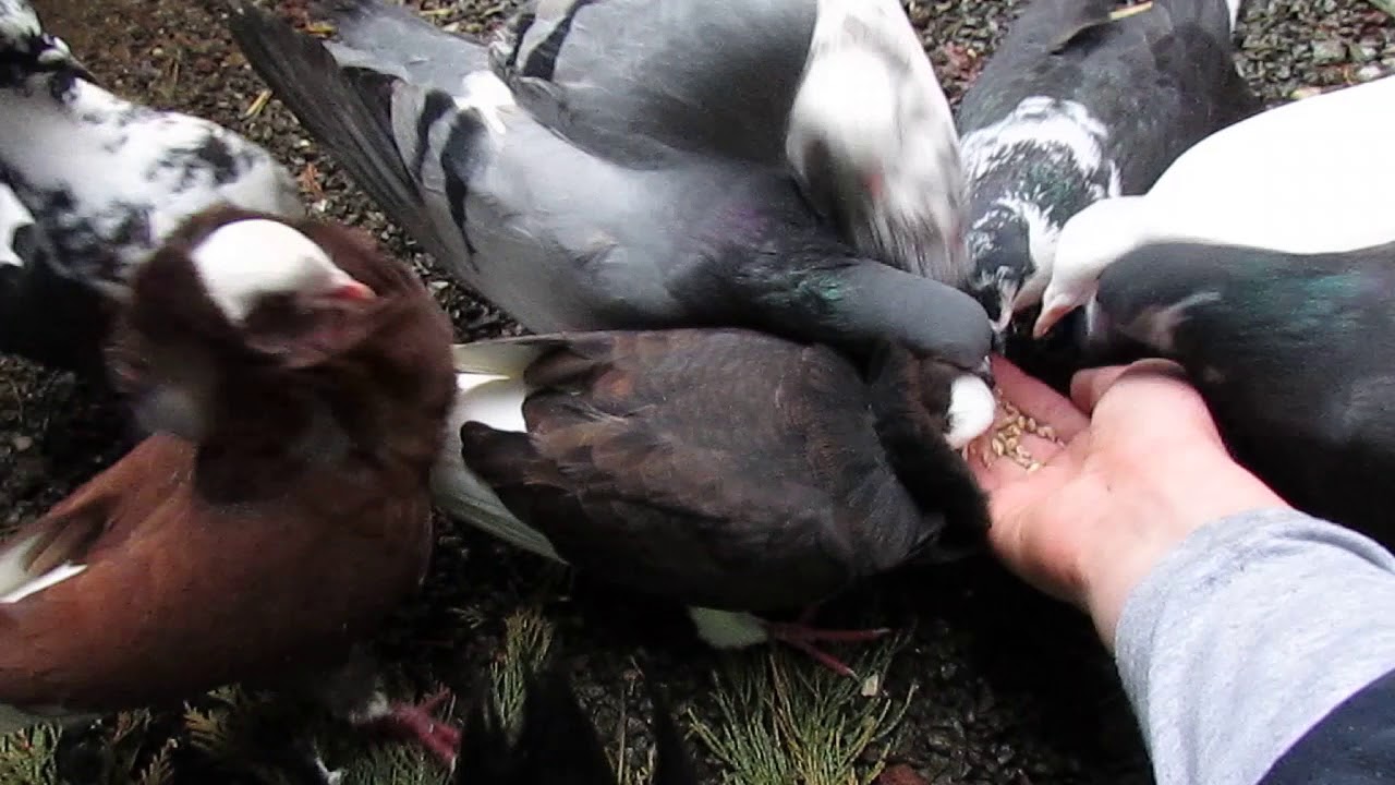 Tuto 1: Comment apprivoiser ses pigeons ???? #16