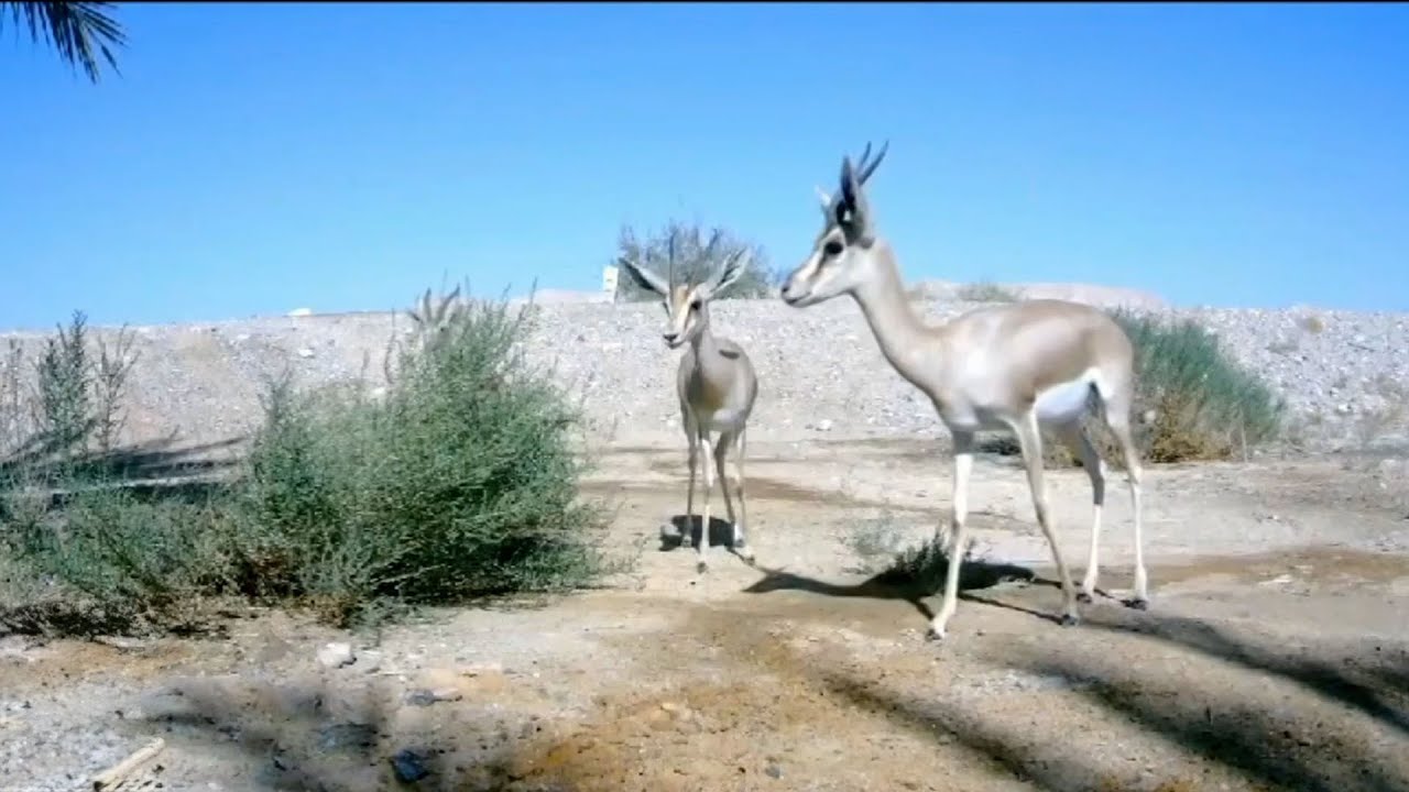 תנו לחיות לשתות: התיעוד הנדיר של חיות הבר בערבה