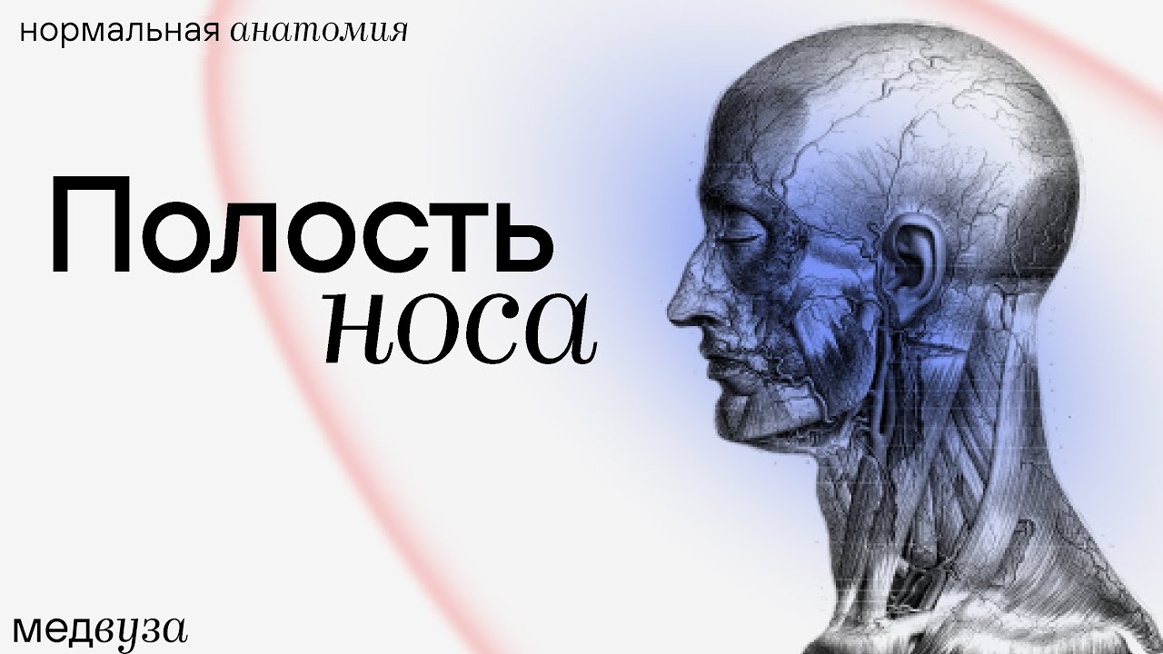 Полость носа