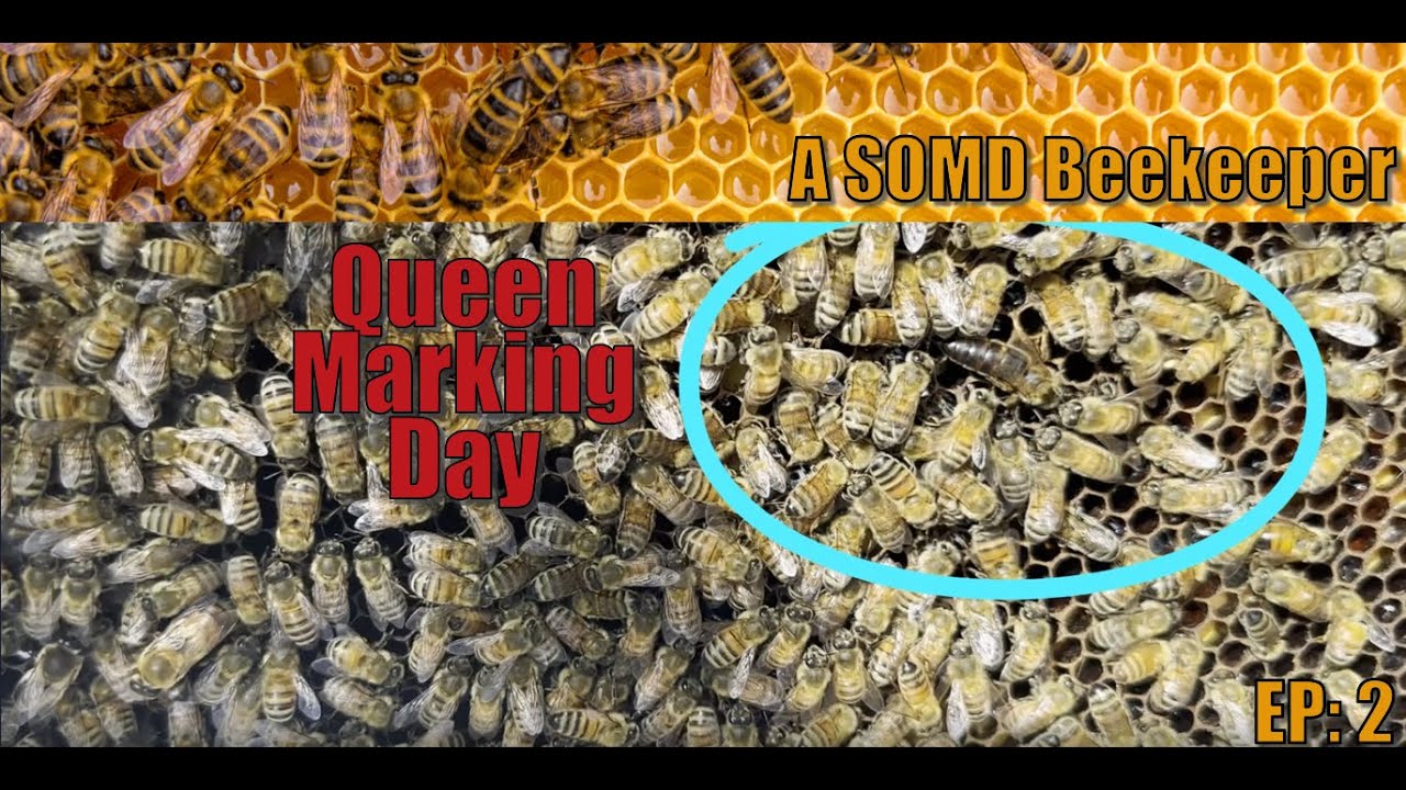 SOMD Beekeeping ep: 2 Queen Marking/1st inspection