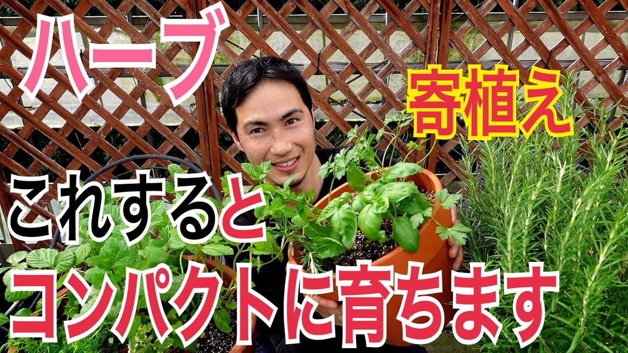 【初心者必見】簡単におしゃれな寄せ植えできます！食べて飲めるハーブの植えつけ方を解説します！