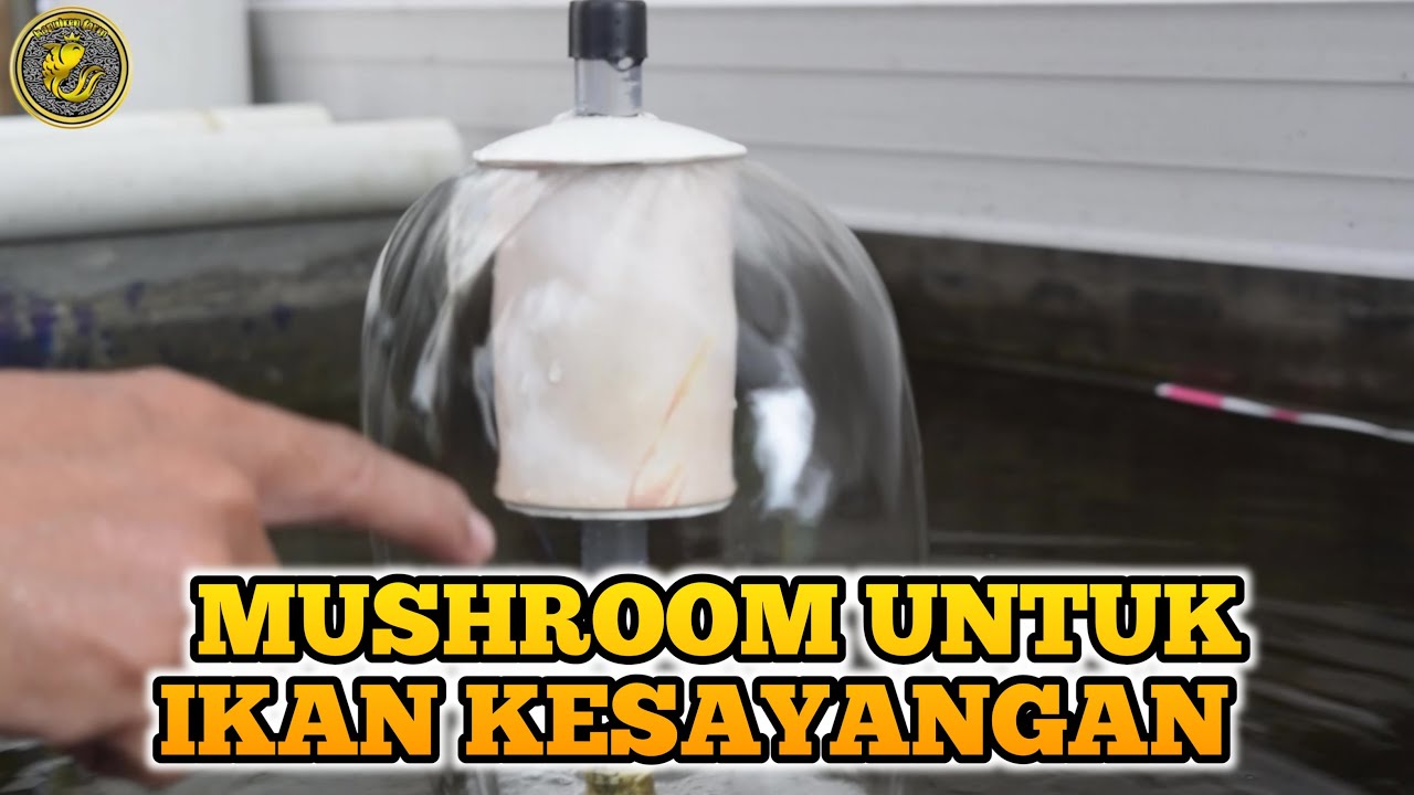CARA MEMBUAT MUSHROOM UNTUK KOLAM/TANK AQUARIUM