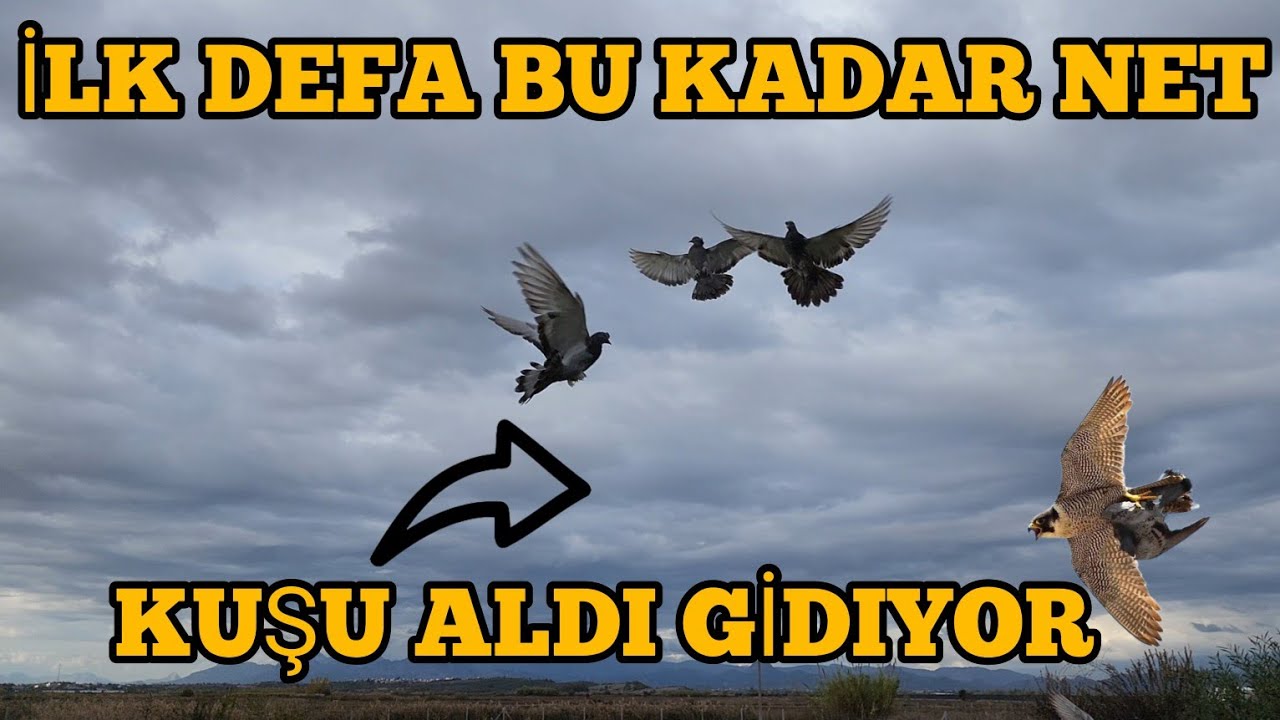 Yavruları Uçuralım Derken Atmaca Canlı Yayında Kuşu Aldı Gidiyor