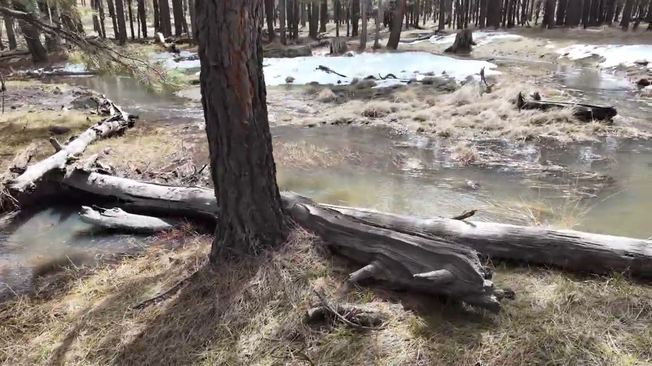 02282026 - Critter-Camp - Snowmelt Rivers Everywhere pt1